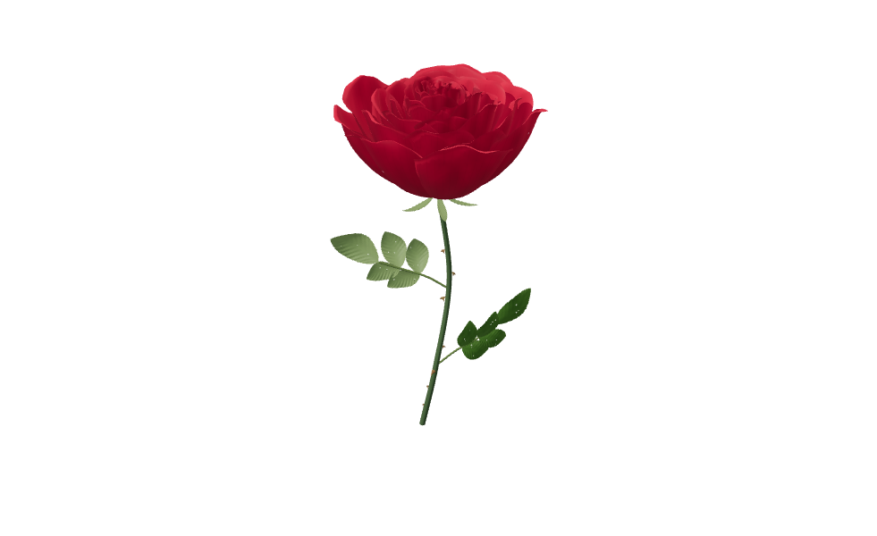 A rose in full bloom
